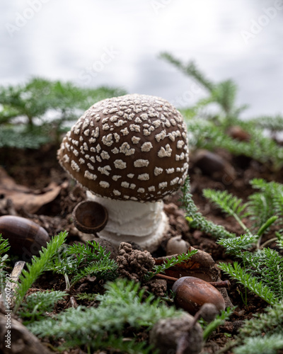 Amanita pantherina (Amanite panthère). mushroom white and brown. 