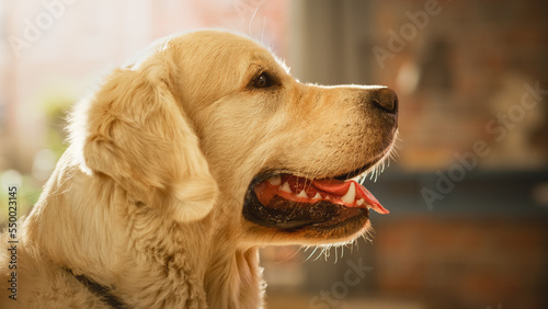 Portrait of a Handsome Nobel Pedigree Golden Retriever Dog Looks at Camera, Having Fun at Home in Loft Living Room. Happy Canine Puppy - Human's Best Friend and Companion. © Gorodenkoff