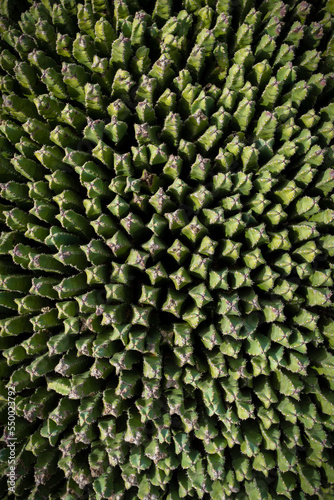 cactus garden from above