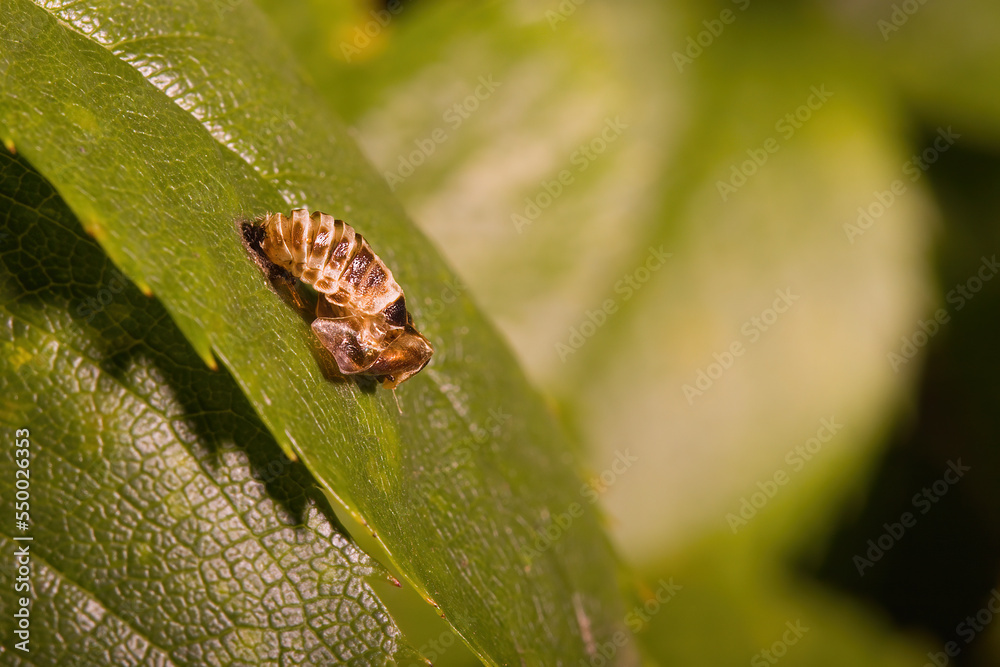 Macro of pupa of asian ladybug set on leave of an bush in garden Macro of pupa of asian ladybug set on leave of an bush in garden