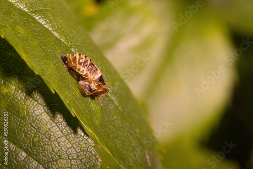 Macro of pupa of asian ladybug set on leave of an bush in garden
