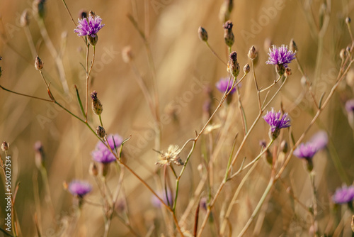 Fabaceae mit violetter blütenkrone, Namibia photo