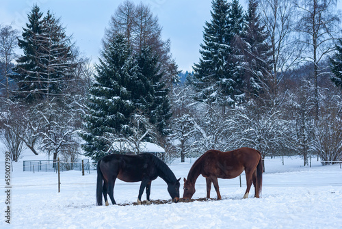 Brown horses in a deep snowy paddock in the countryside in winter. © UllrichG