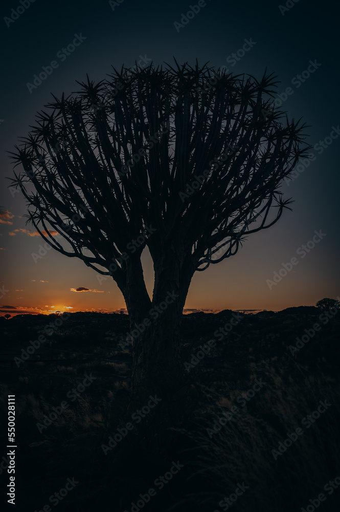 Köcherbäume (Aloidendron dichotomum) im Licht der untergehenden Sonne, (Köcherbaumwald,  Keetmanshoop, Namibia)