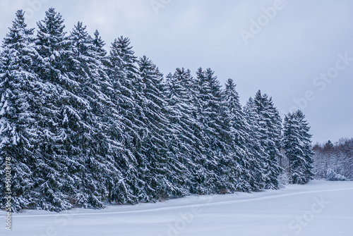 Snowy Countryside and Winter Forest photo