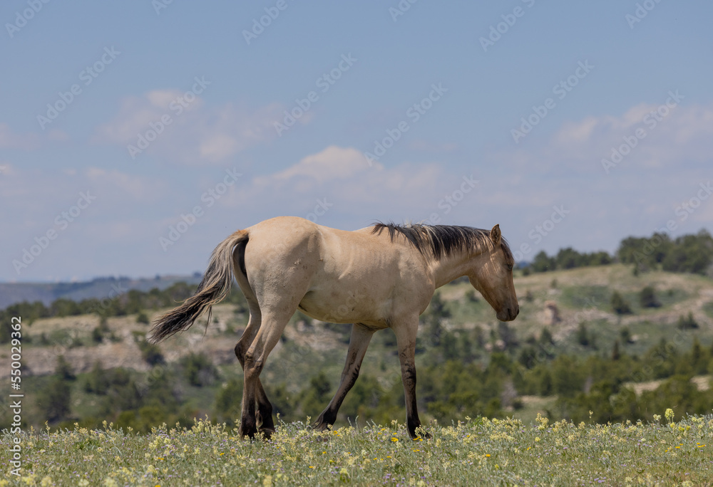 Beautiful Wild Horse in the Pryor Mountains Montana in Summer