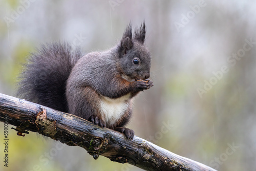 Squirrel red and black