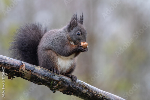 Squirrel red and black