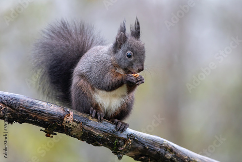 Squirrel red and black