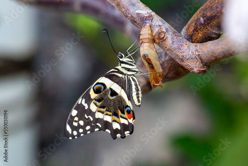 In the tropical butterfly g...