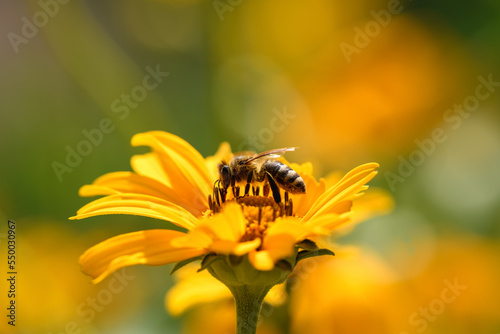 Foto Bee and flower