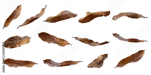 Collection of dried leaves