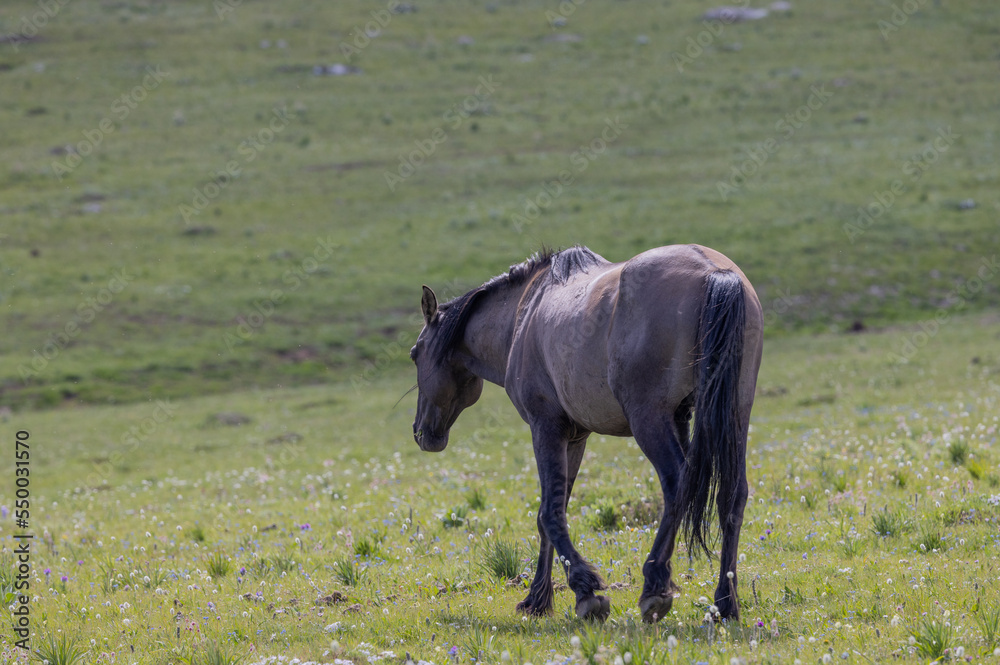 Beautiful Wild Horse in the Pryor Mountains Montana in Summer Beautiful Wild Horse in the Pryor Mountains Montana in Summer