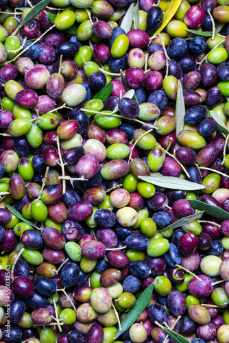 Fototapeta Naklejka Na Ścianę i Meble -  Green and black olives with leaves texture background, italian harvest