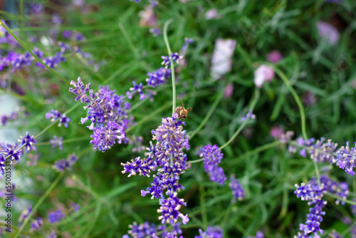 Lavender bush in the summer garden © Philippova