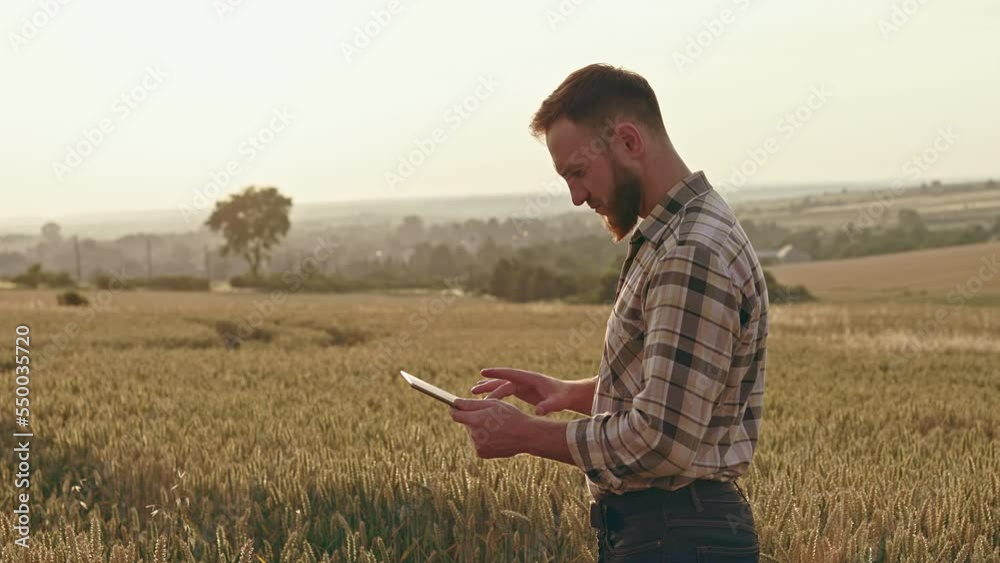 Side view of an agronomist, farmer growing and taking care of wheat. Man wearing a plaid shirt standing on field, using tablet. Concept of growing and cultivating plants. Side view of an agronomist, farmer growing and taking care of wheat. Man wearing a plaid shirt standing on field, using tablet. Concept of growing and cultivating plants.