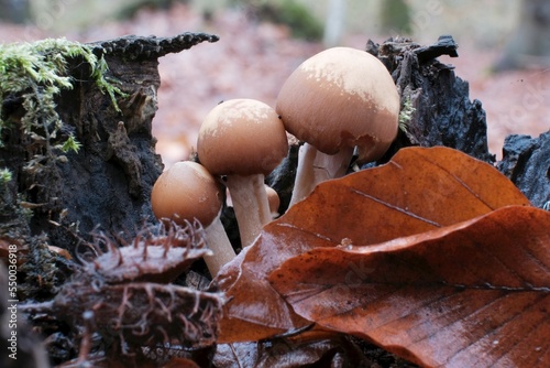 Group of Psathyrella piluliformis mushrooms on wood. It is a very common wood-rotting fungus in broadleaf woodlands, photo