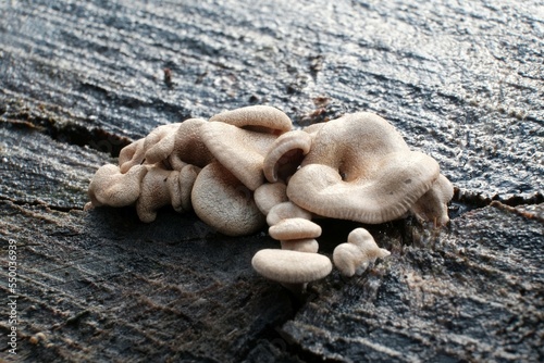 Close up of Panellus stipticus on tree. Commonly known as the bitter oyster, the astringent panus, the luminescent panellus, or the stiptic fungus. Considered a medicinal mushroom in Hong Kong