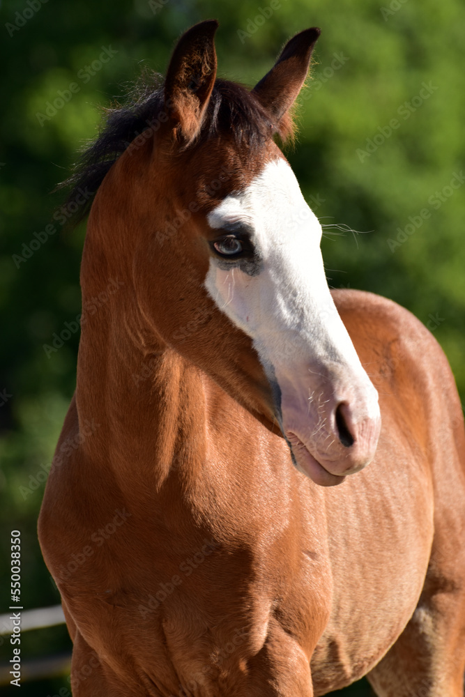 Naklejka premium American Quarter Horse Fohlen