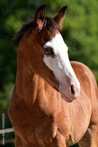 American Quarter Horse Fohlen