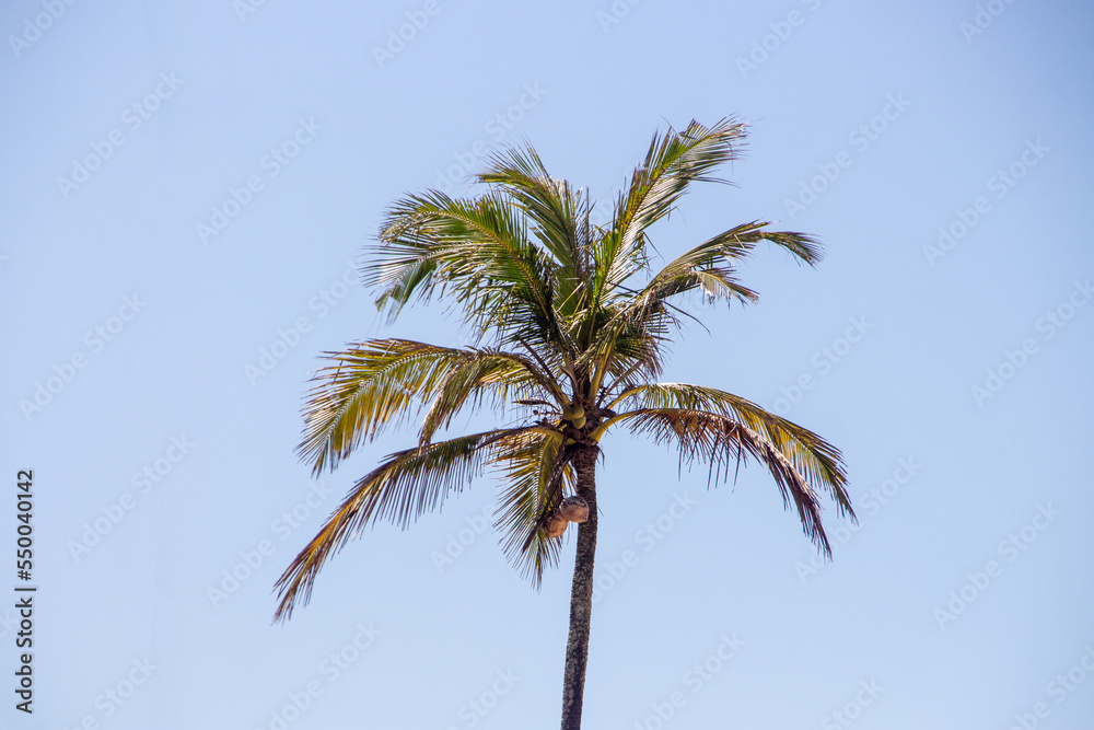 coconut tree outdoors in Rio de Janeiro.