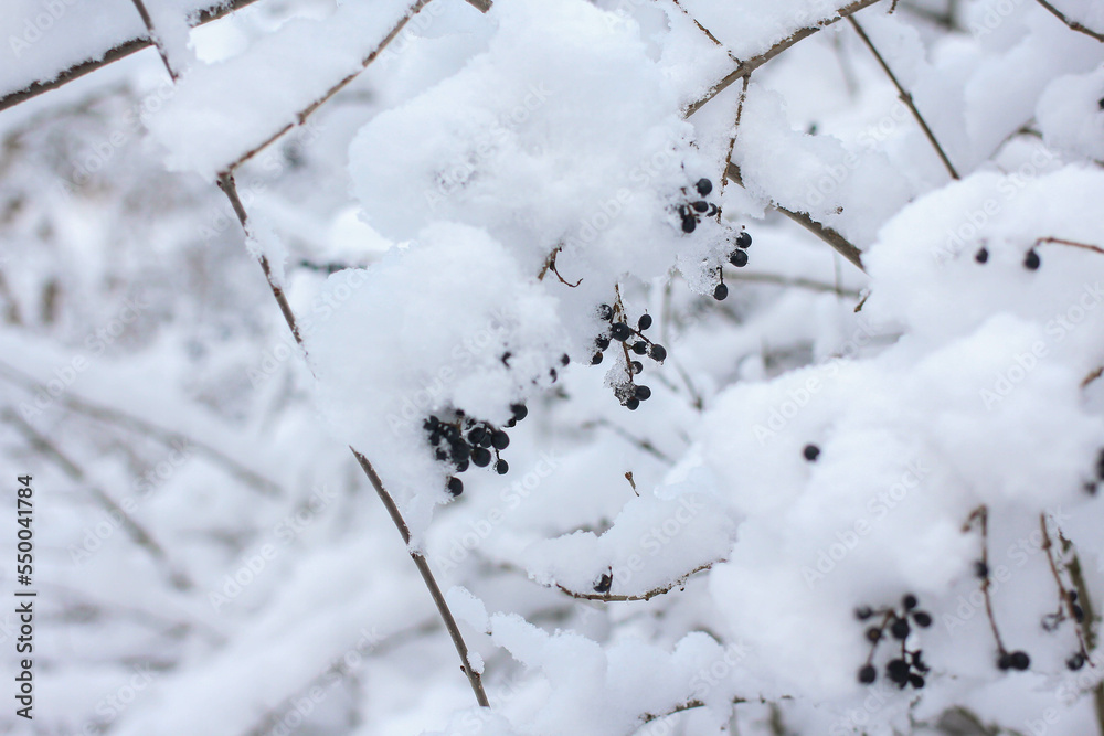 Snow in the forest. christmas mood Snow in the forest. christmas mood