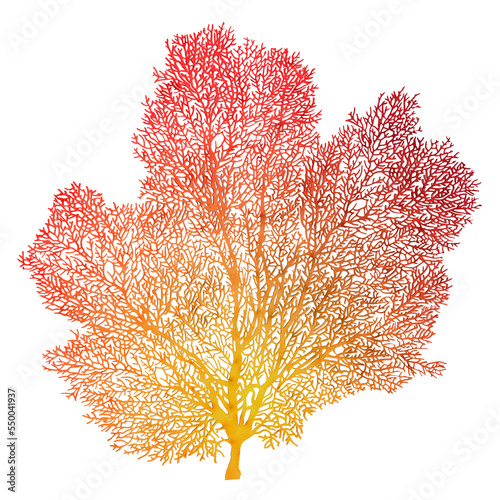3D Rendering Fan Coral on White photo