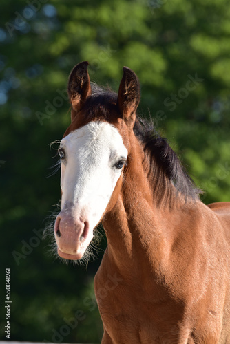 American Quarter Horse Fohlen