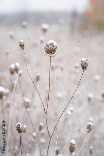 Nahaufnahme einer vertrockneten Wiese mit verschneiten Flockenblumen  © Anna