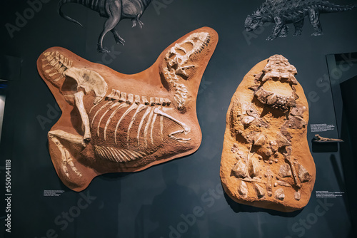 Fényképezés 26 July 2022, Munster Natural History Museum, Germany: Exhibition of terrifying