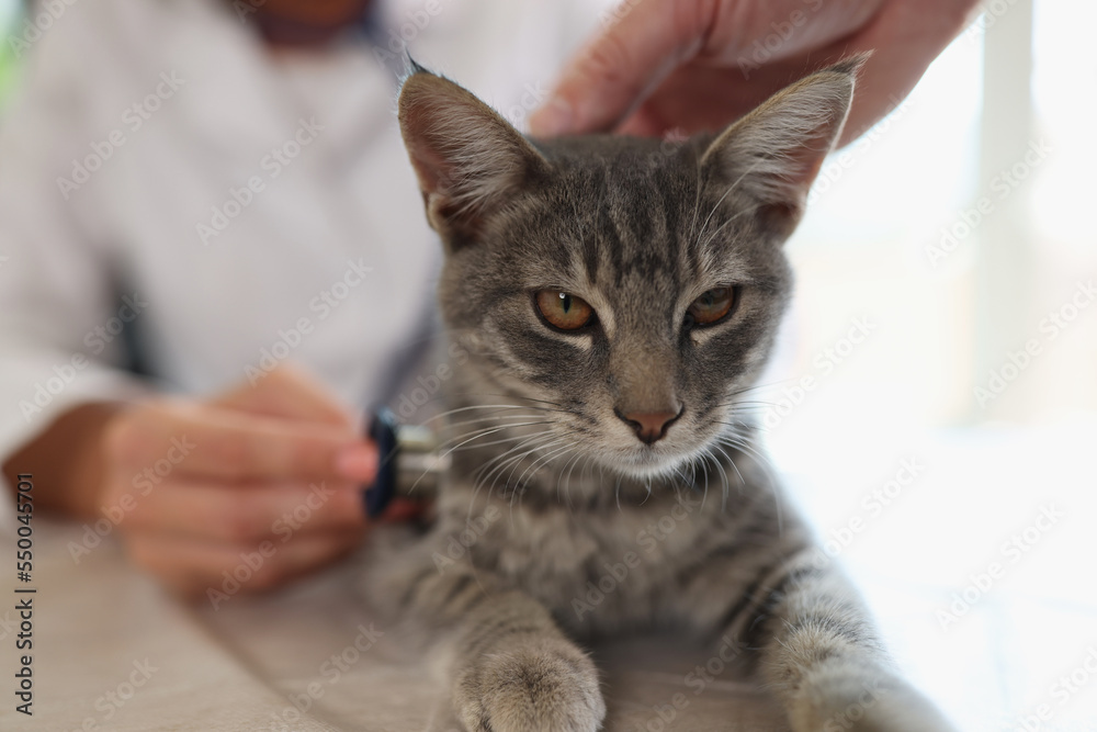 Veterinarian examines cat in veterinary clinic with stethoscope.