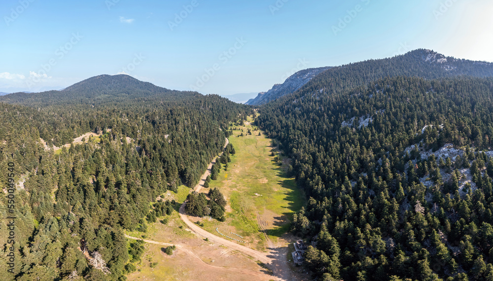 Fir forest landscape Mountain aerial drone view. Fire protection zone, no trees area.