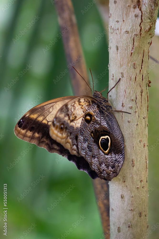 Caligo Atreus giant owl butterfly perched on a tree. Caligo Atreus giant owl butterfly perched on a tree.