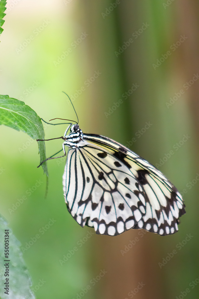 Paper kite or rice paper butterfly perched on a leaf. Idea leuconoe Paper kite or rice paper butterfly perched on a leaf. Idea leuconoe