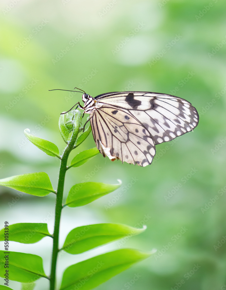 Paper kite or rice paper butterfly perched on a leaf. Idea leuconoe Paper kite or rice paper butterfly perched on a leaf. Idea leuconoe