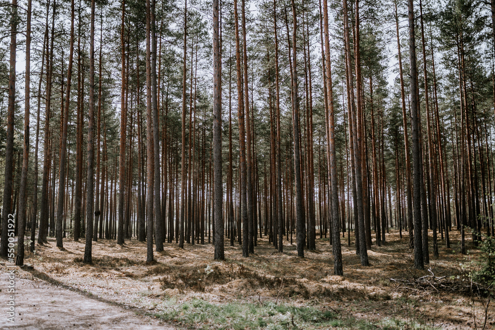 birch forest in the morning birch forest in the morning