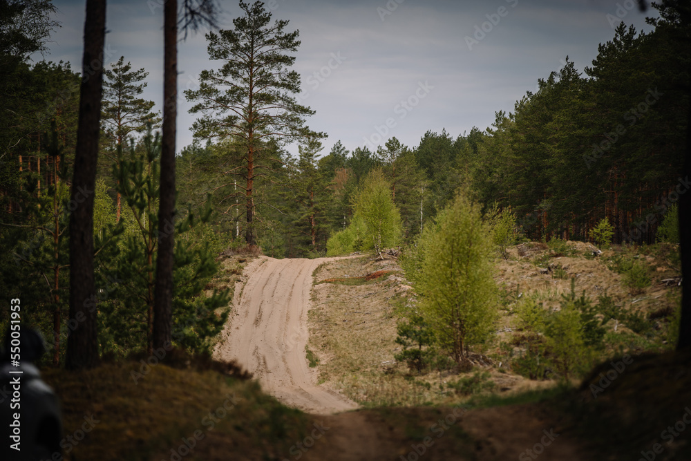 Φωτογραφία sandy road in the pine forest on a cloudy day