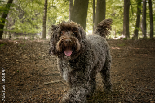Brown Cockapoo walking in the forest