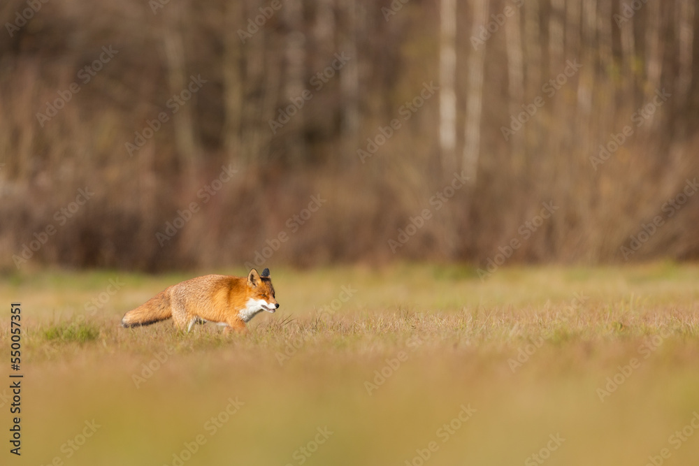 Mammals - European Red Fox (Vulpes vulpes) Mammals - European Red Fox (Vulpes vulpes)