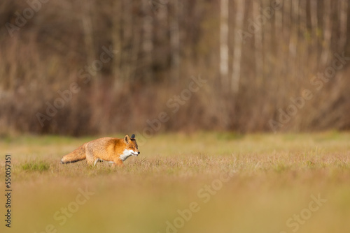 Fototapeta Naklejka Na Ścianę i Meble -  Mammals - European Red Fox (Vulpes vulpes)