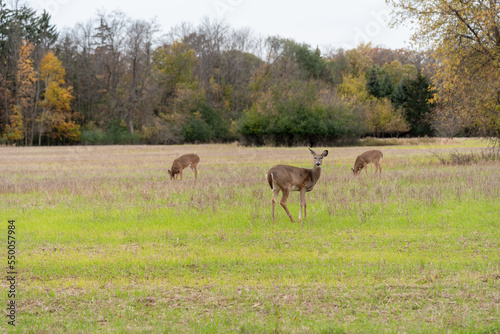Urban White-tailed Deer In Fall
