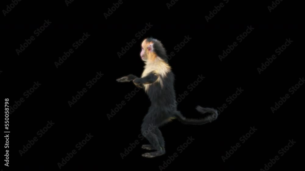 White-headed Capuchin, black monkey, monkeys Dance CG fur 3d rendering ...