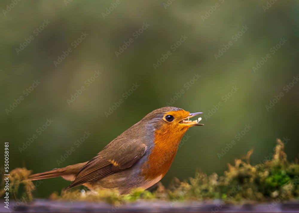 robin on a branch robin on a branch