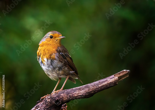 robin on a branch © Hauk Tamás