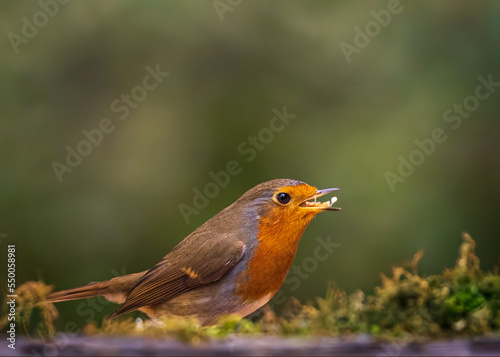 robin on a branch © Hauk Tamás