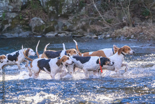 Hounds Crossing Moormans River at Blue Hole