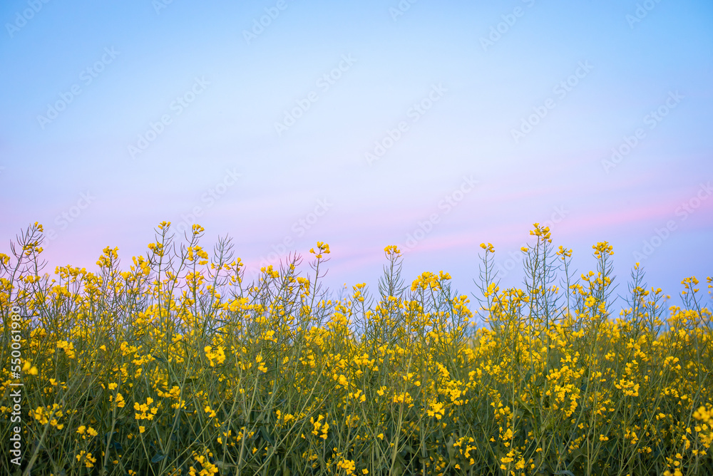 Colza plants in blossom on the background of blue a bit cloudy sky. Rape flowers in agricultural field Colza plants in blossom on the background of blue a bit cloudy sky. Rape flowers in agricultural field
