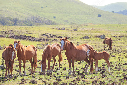 Herd of wild horses grazing in the meadow with a sleepy foal leaning against parent, Easter island, Chile, South America