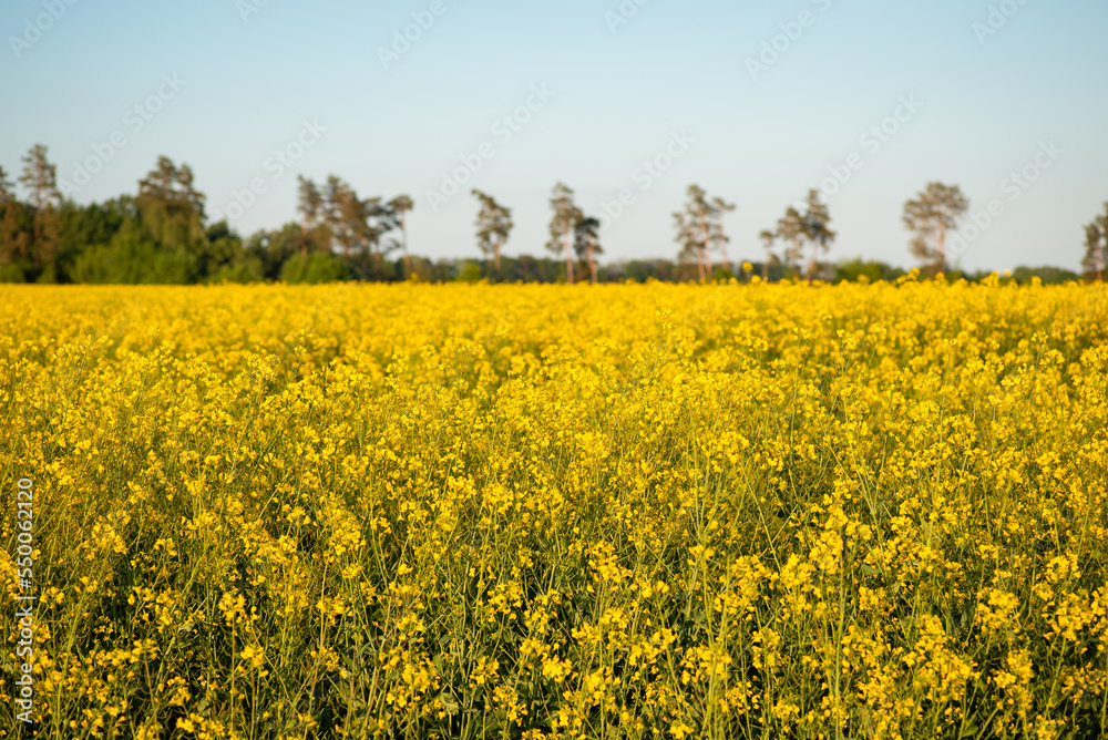 The blossom of yellow rape flowers in wide field. Beautiful summer landscape in countryside, farming and oil industry concept