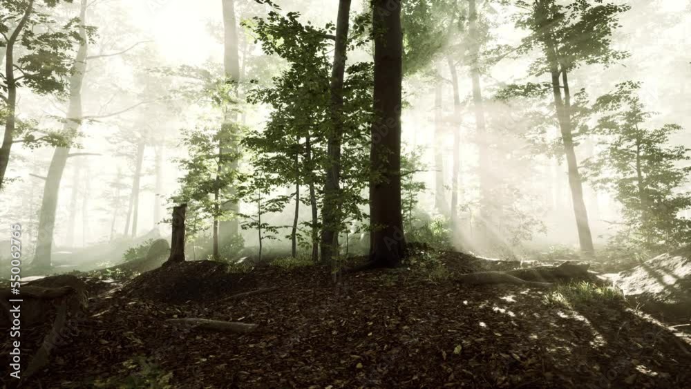 sun light in the fairy foggy forest sun light in the fairy foggy forest
